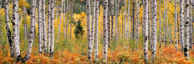   Rusty Ferns and Autumn Aspens by Steven Friedman