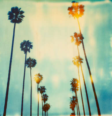  Los Angeles City Art: Palm Trees on Wilcox by Stefanie Schneider