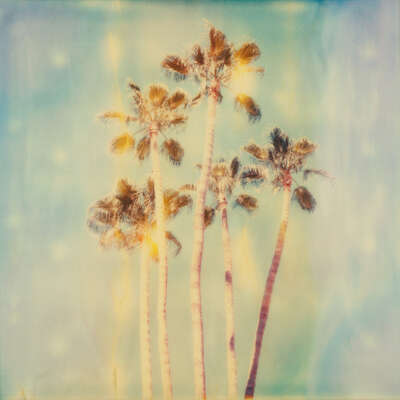   Palm trees palm springs de Stefanie Schneider