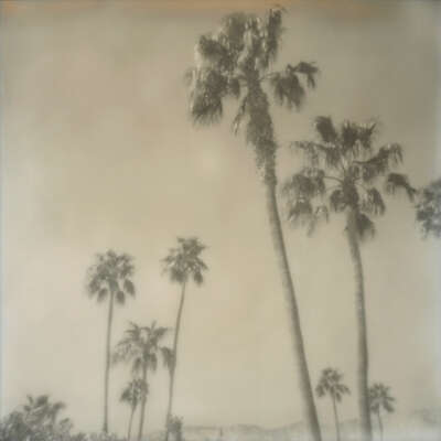   Palm Springs Palm Trees I by Stefanie Schneider