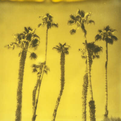   Palm Springs Palm Trees VIII de Stefanie Schneider