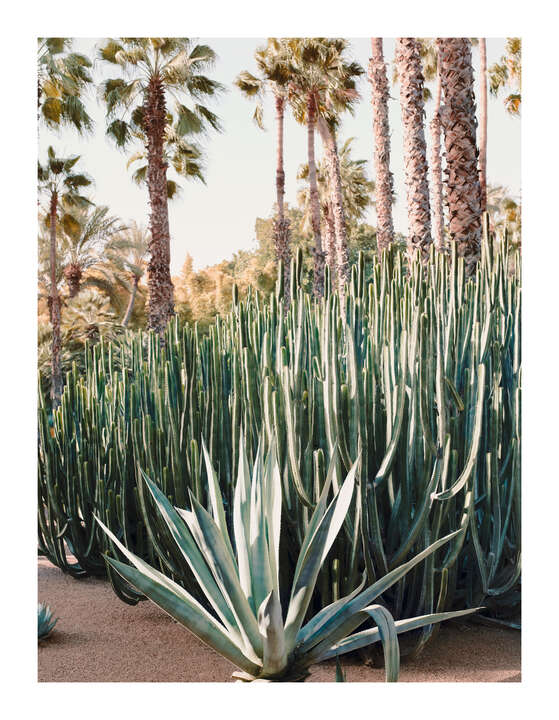  cactus art: Jardin Majorelle III by Simon Watson