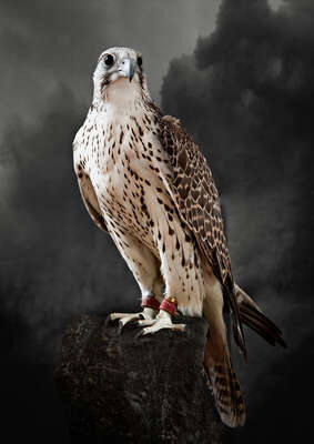 animal wall art:  Saker Hunting Falcon I by Tariq Dajani