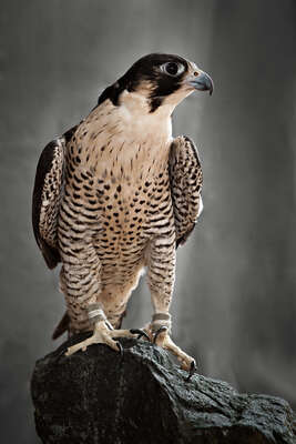   Peregrine Hunting Falcon by Tariq Dajani