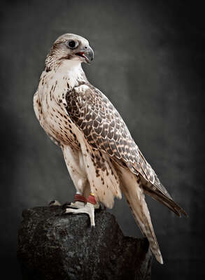   Saker Hunting Falcon II by Tariq Dajani