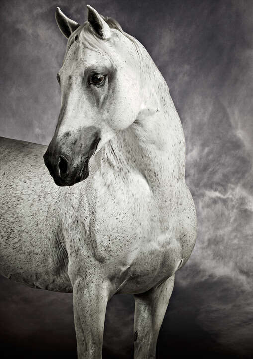   Arabian Racing Stallion by Tariq Dajani