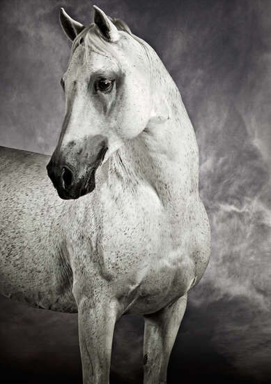 Arabian Racing Stallion