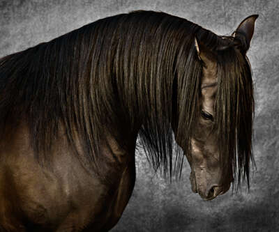   Arabian Stallion I by Tariq Dajani