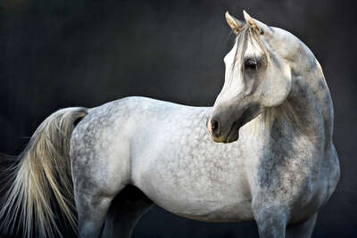  Horse portraits: Arabian Stallion II by Tariq Dajani