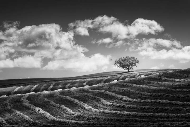   Tears Shed in Silence von Thomas de Franzoni