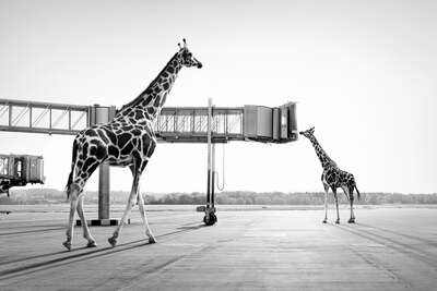  Kunstfotografie: Giraffes von Tom Nagy