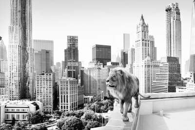  Curated Lumas Architecture Prints: Lion by Tom Nagy