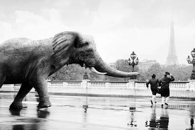  curated animal prints: Elephant by Tom Nagy