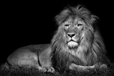  Löwen Bilder Lying Lion von Wolf Ademeit