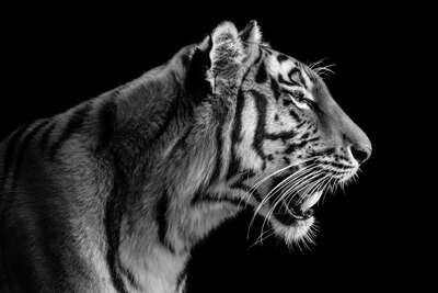   Tigress Portrait by Wolf Ademeit