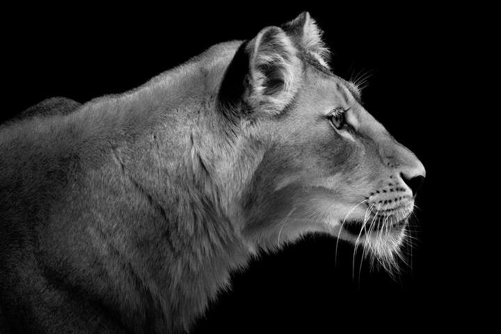Lioness Portrait by Wolf Ademeit