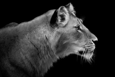   Lioness Portrait von Wolf Ademeit