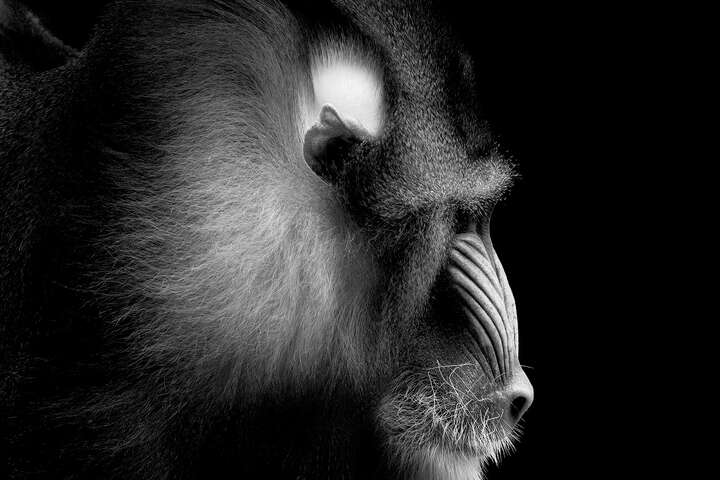  Affenbilder Mandrill Portrait von Wolf Ademeit