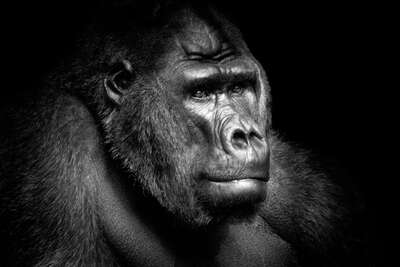   Gorilla Portrait von Wolf Ademeit