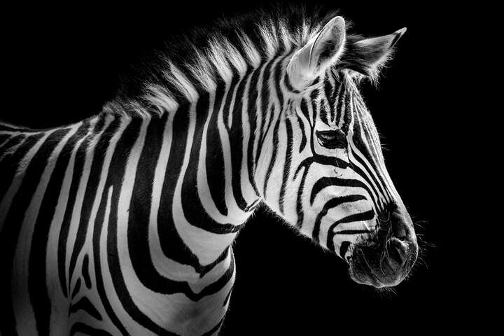   Zebra Portrait von Wolf Ademeit