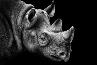   Rhino Portrait by Wolf Ademeit
