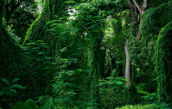   Forest in Cuba III von Werner Pawlok